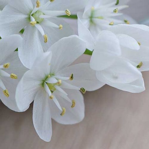 banner internal flowersbowl